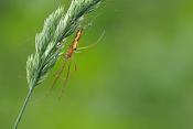 strekspin (tetragnatha extensa)